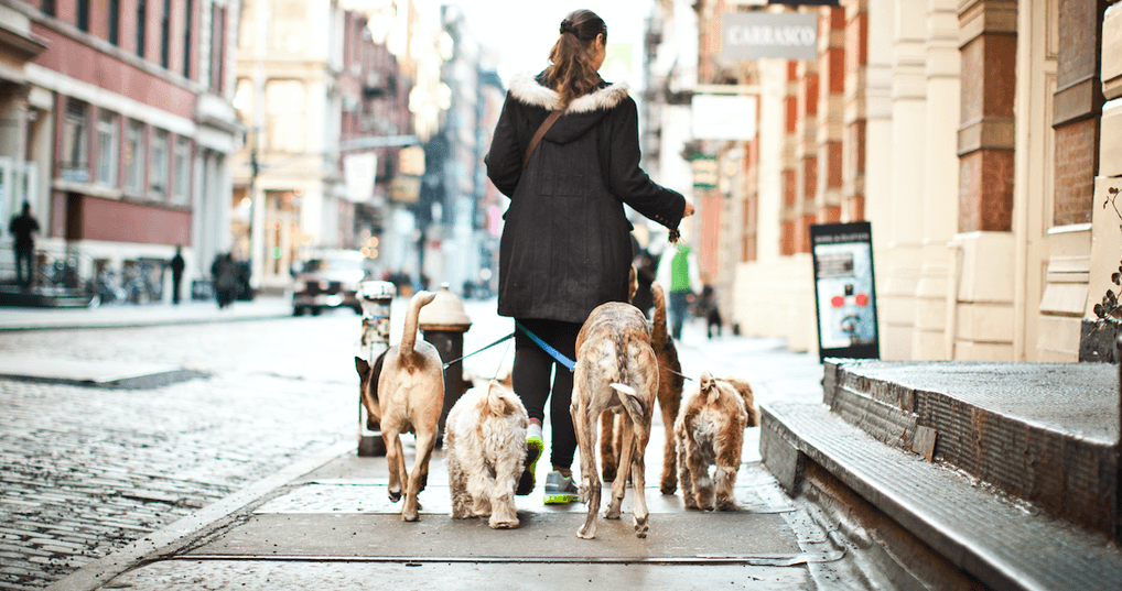 Woman walking dogs as a side hustle