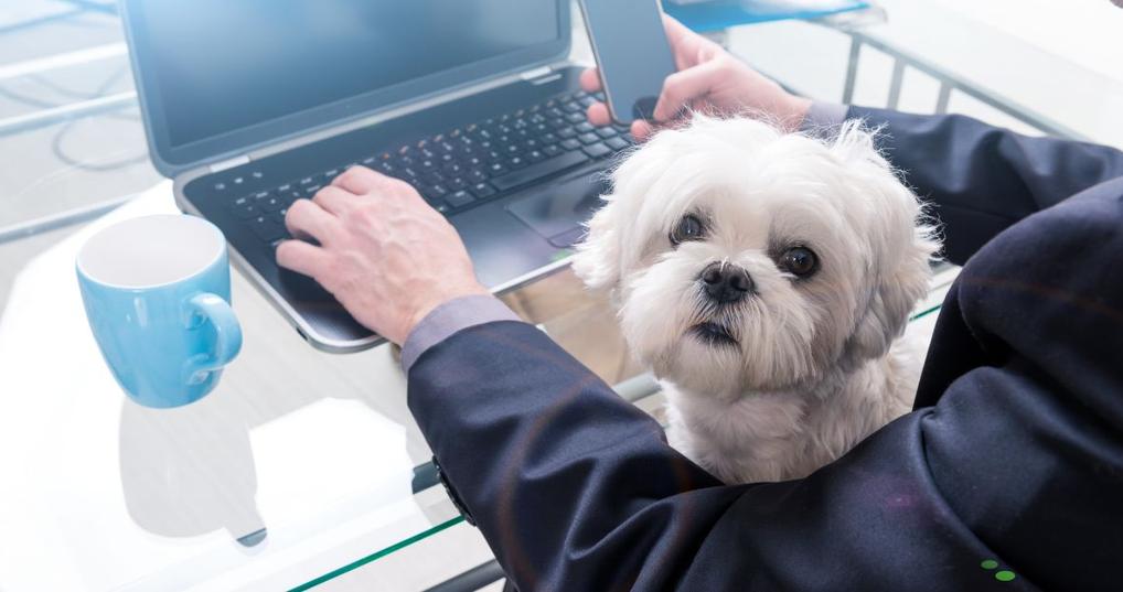11 of the Most Unusual (and Coveted!) Job Benefits