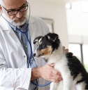 senior veterinary examining small dog on table using his stethoscope