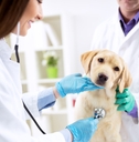 veterinary examining dog