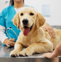 Dog with owner at vet