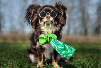 Dog with sunglasses holding bag in mouth