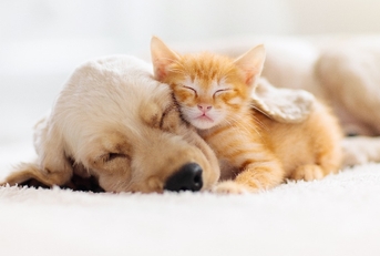 cat and dog sleeping together