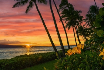 sunset in Hawaii with yellow flowers