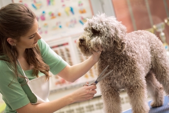 pet grooming with scissors