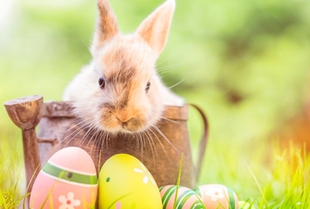 Bunny and Easter eggs