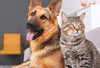 Happy dog and thoughtful cat sitting next to each other