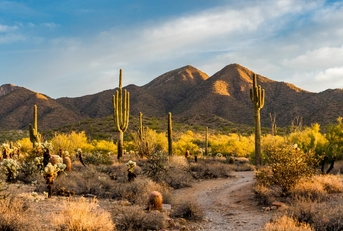 barren desert with cacti and sandy mountain in scottsdale, arizona 