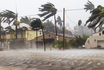 palm trees blowing in the winds