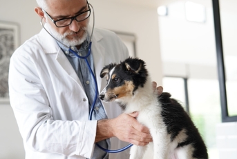 senior veterinary examining small dog on table using his stethoscope