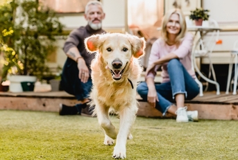 running dog with happy couple