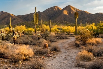 sonoran desert in scottsdale arizone