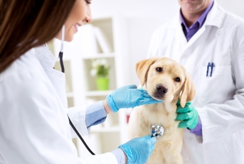 veterinary examining dog