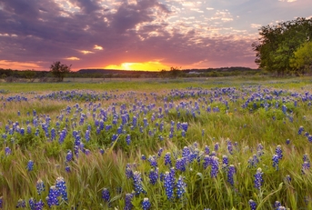 bluebonnets blossom in marble falls texas
