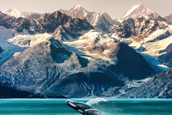 alaska whale watching boat excursion