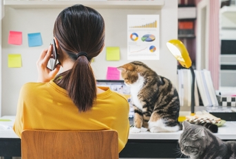 working from home with cats