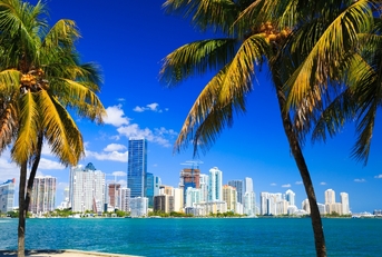 miami florida skyline from palm trees