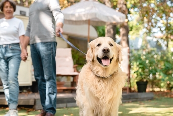 senior couple walking dog outside camper van 