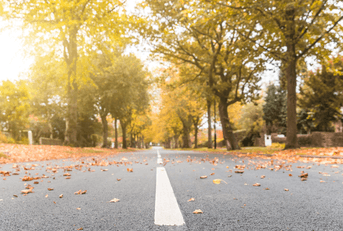 Autumn scene, road with leaves and trees on the sides