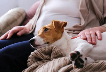 Emotional support animal concept