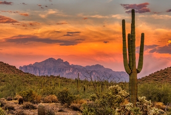 sonoran sunset