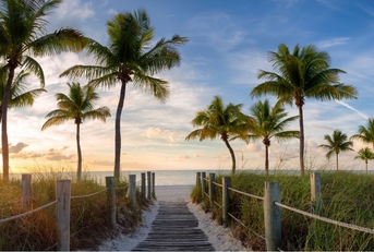 path lined with palm trees leading to a beach at dawn