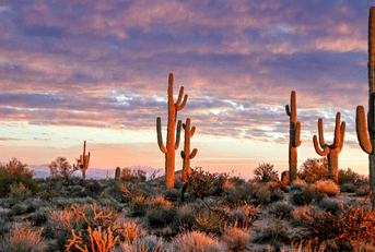 Arizona desert landscape