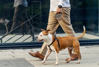 Person walking dog on a leash
