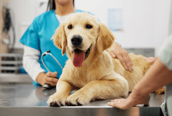 Dog with owner at vet