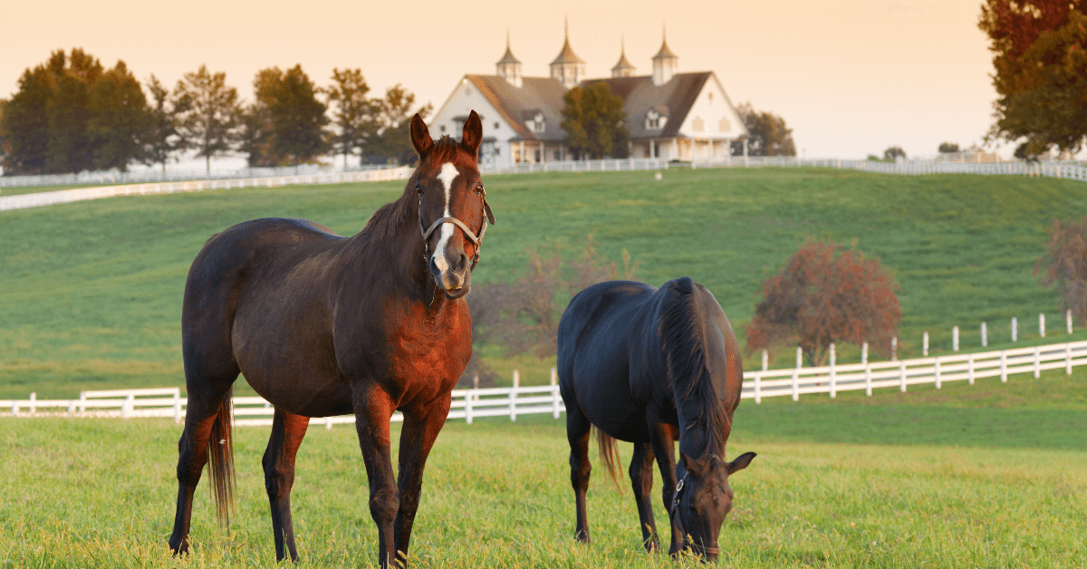 Horses in field