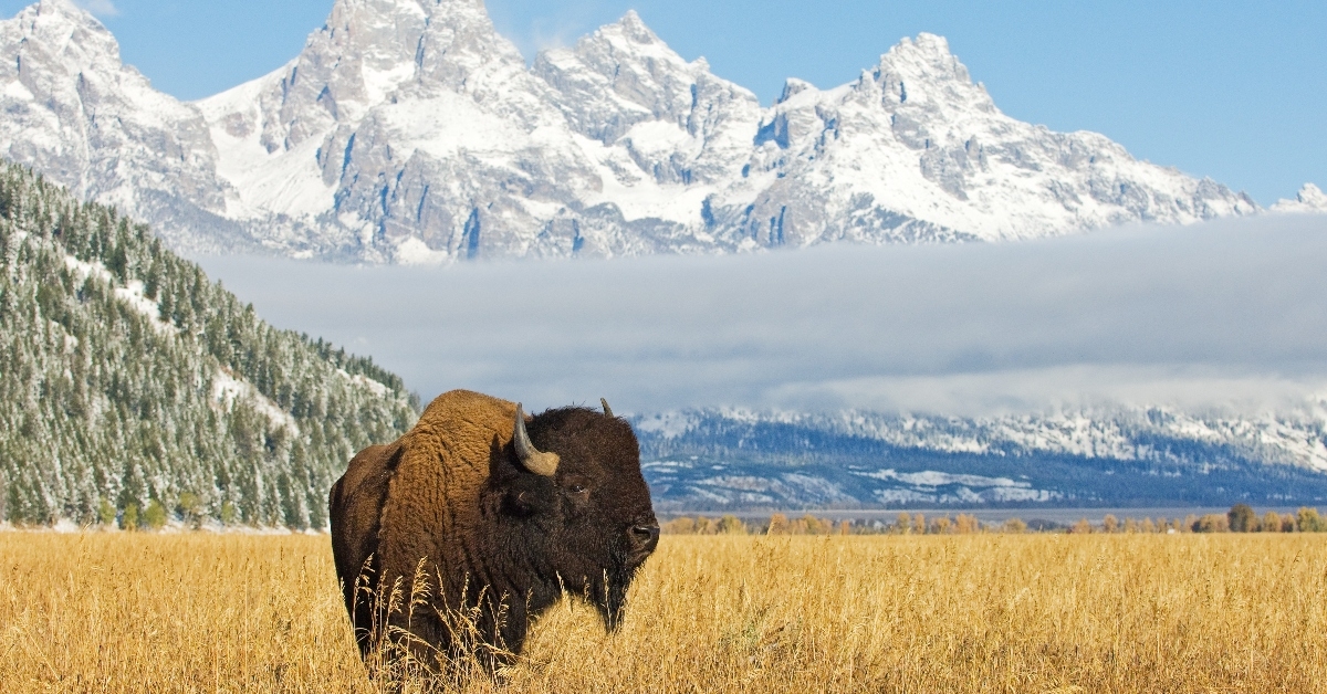 Bison in Wyoming