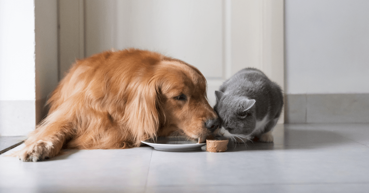 Golden Retriever eats with British Shorthair