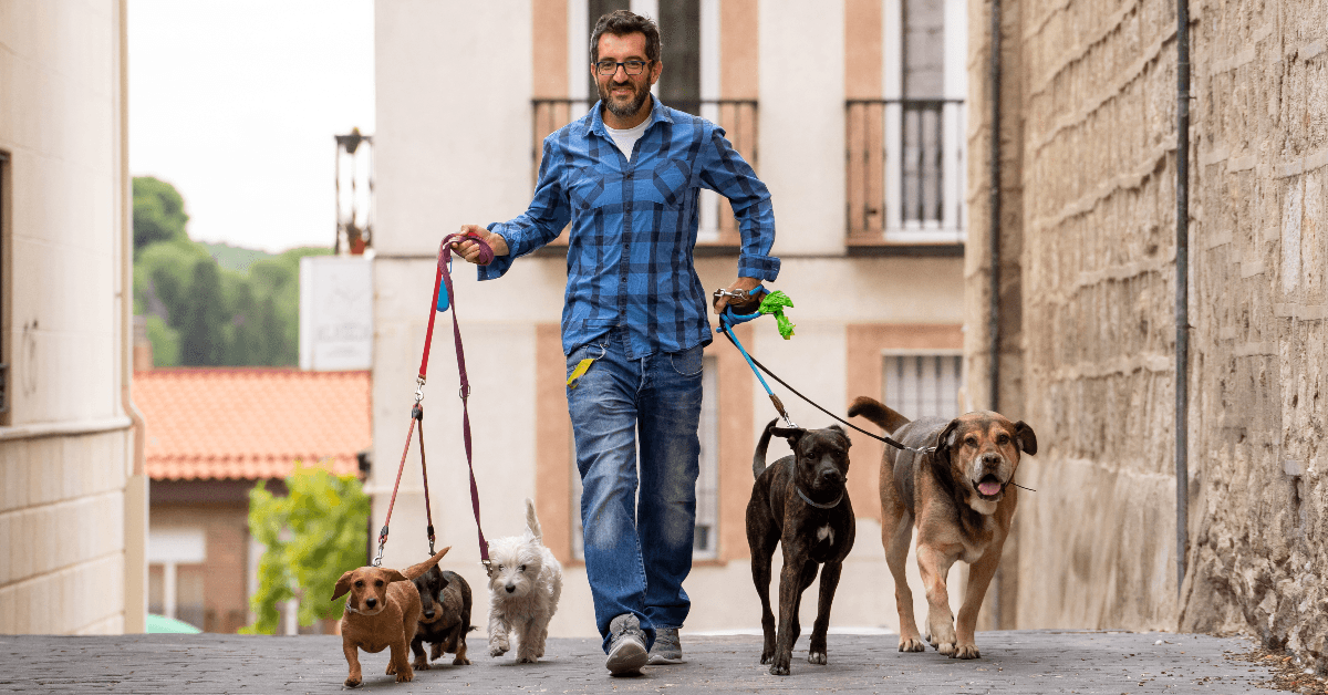 Man walking dogs
