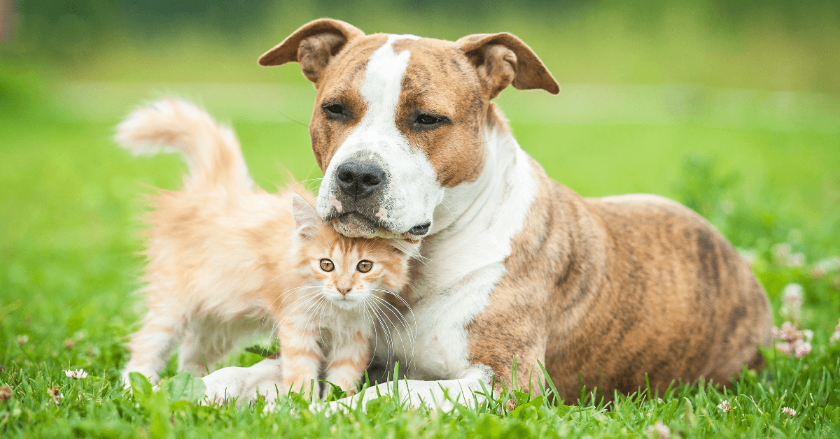 dog and kitten