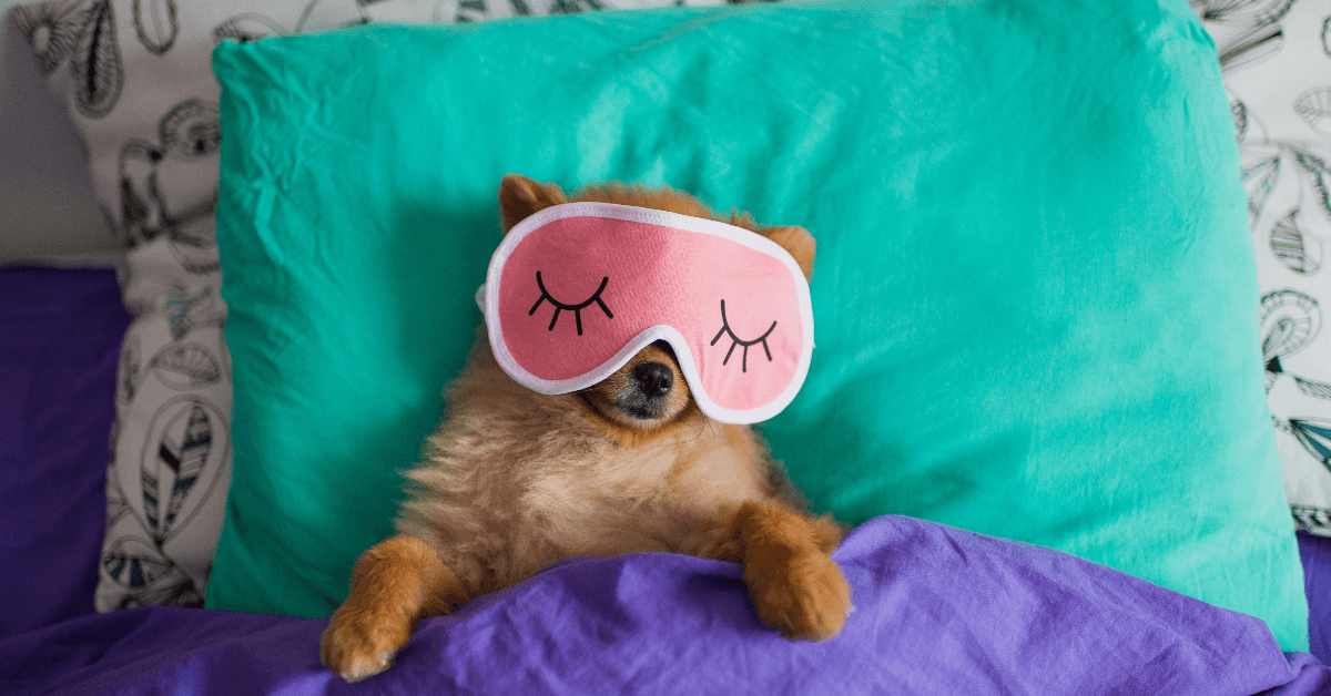 Cute dog in a sleep mask tucked in under blankets