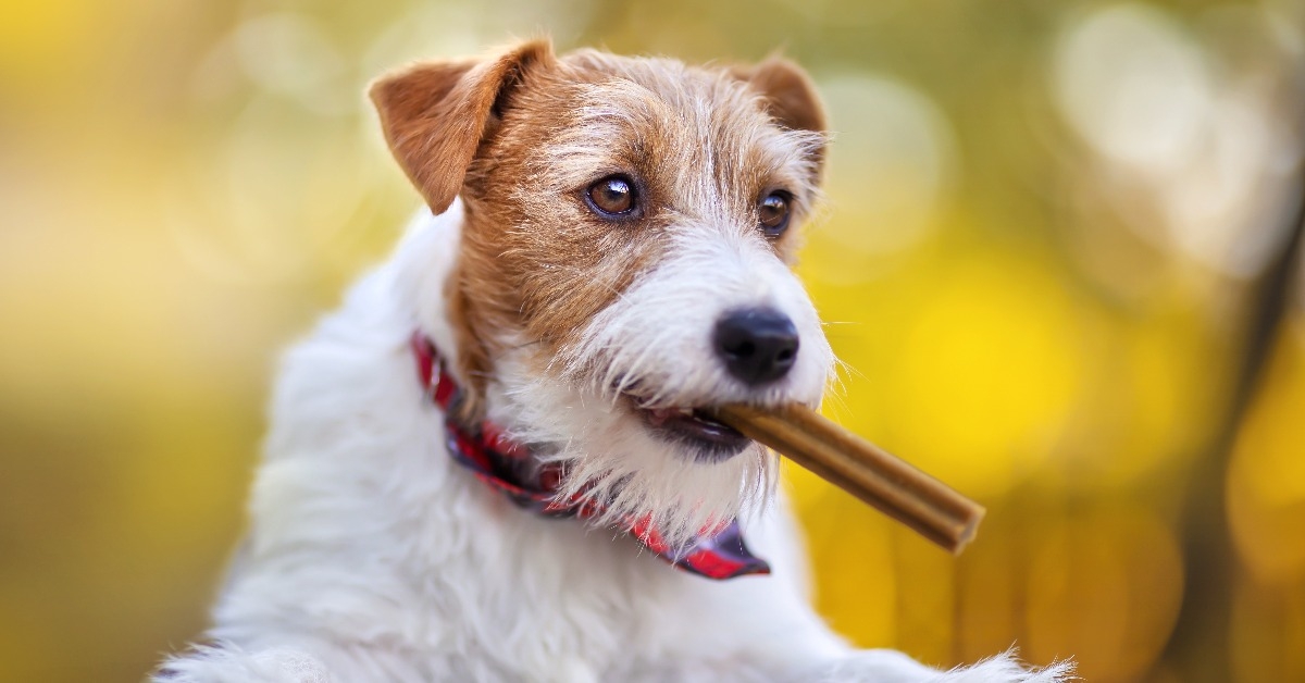 healthy cute happy pet dog puppy chewing stick treat