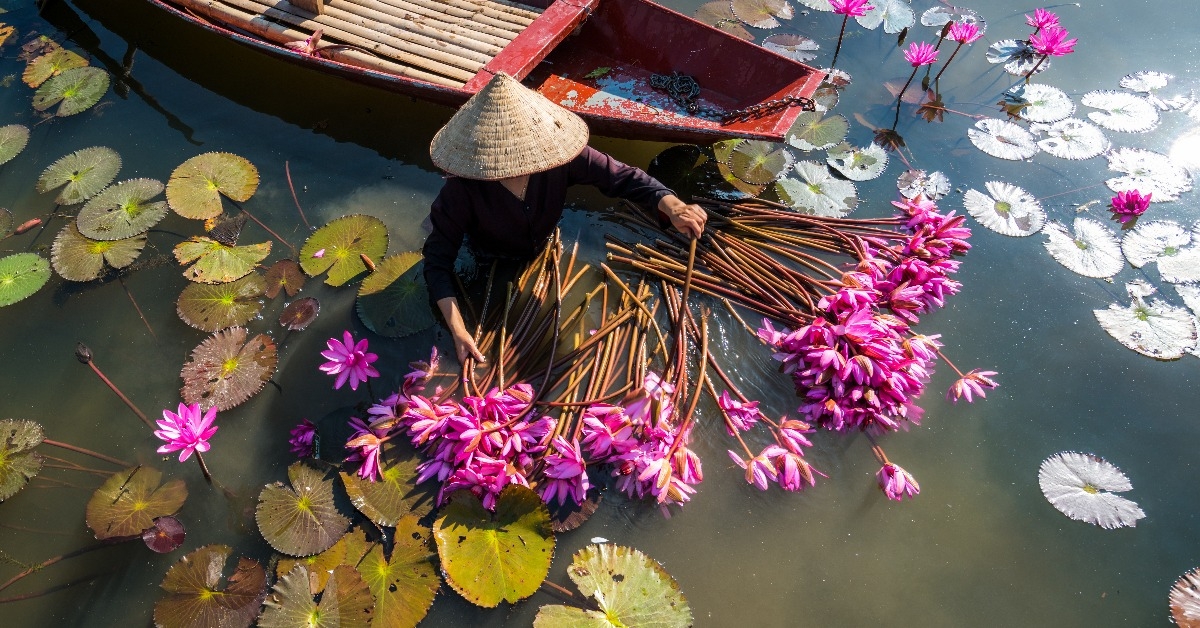Yen river with rowing boat harvesting waterlily in Ninh Binh Vietnam
