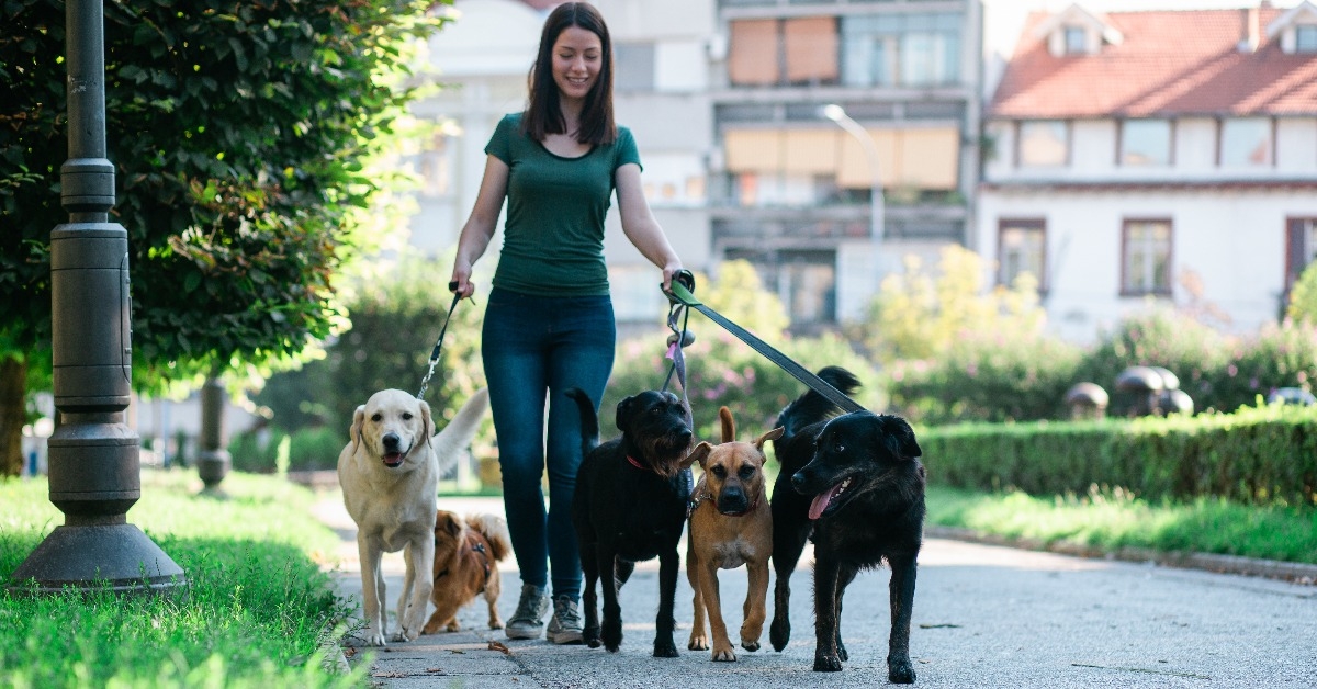 dog walker enjoying with dogs while walking outdoors