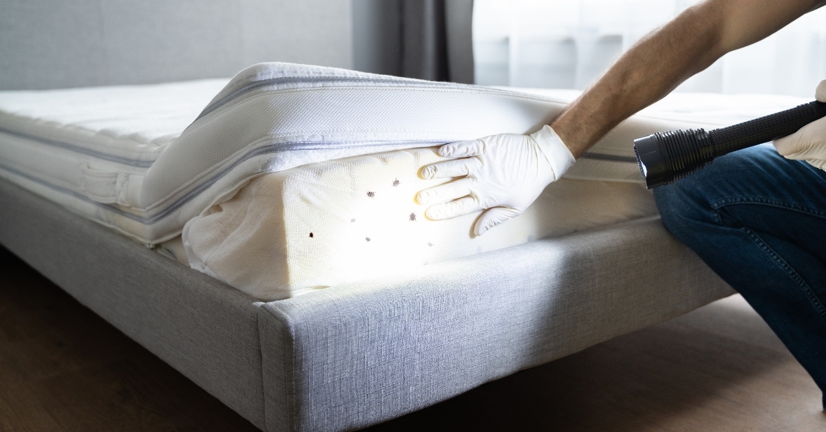 Inspector looking at bed bugs on mattress