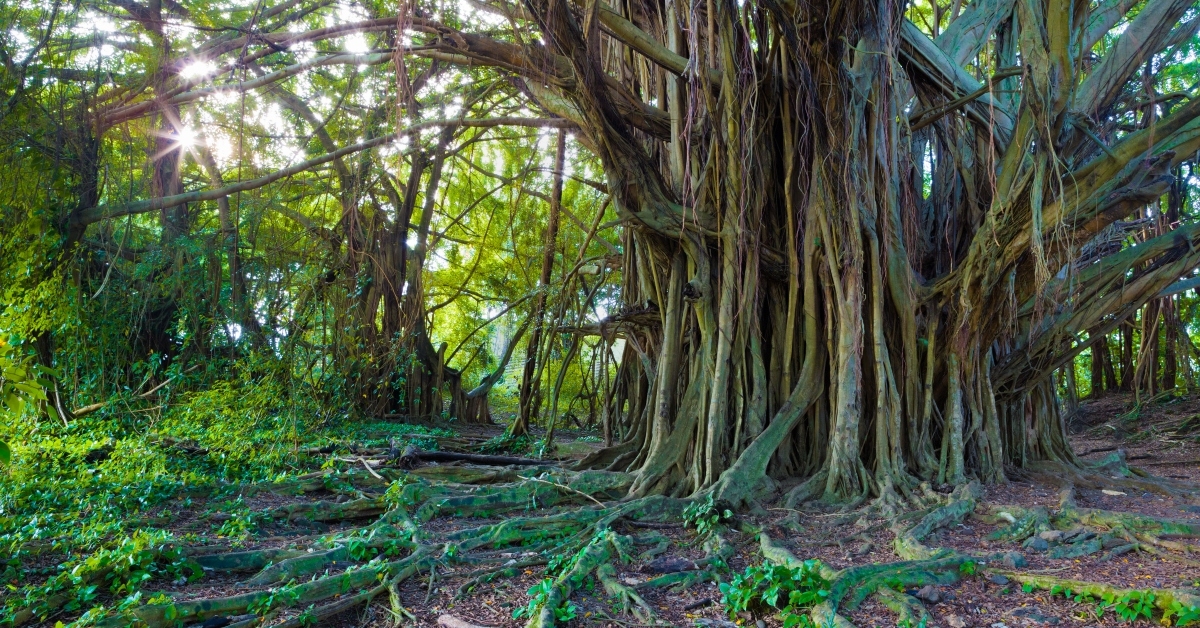 Banyan tree