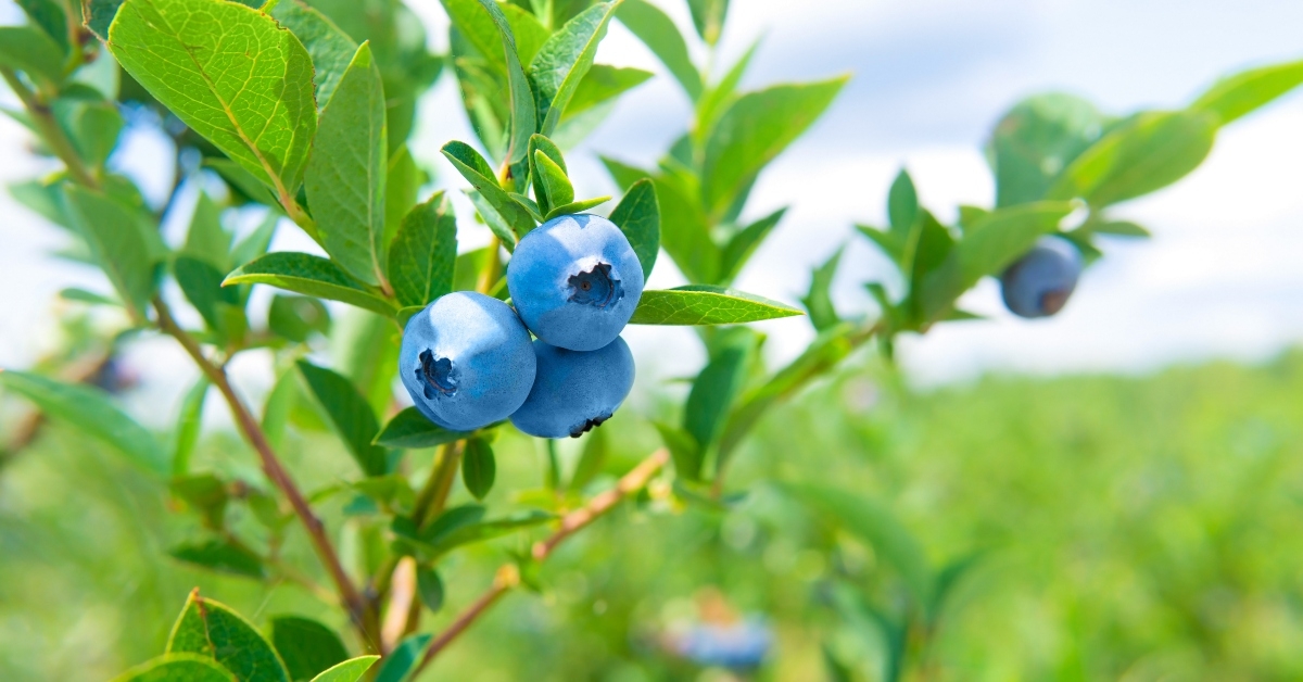 Blueberries
