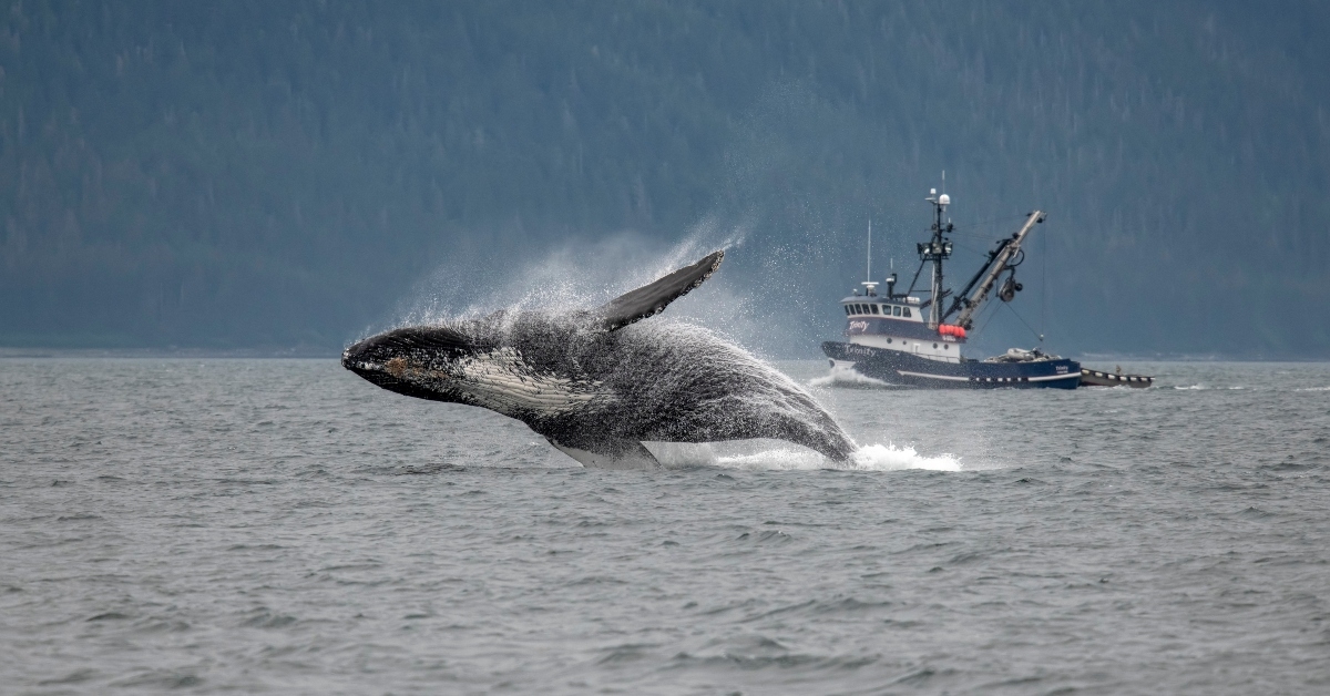 Fishing boat and whale