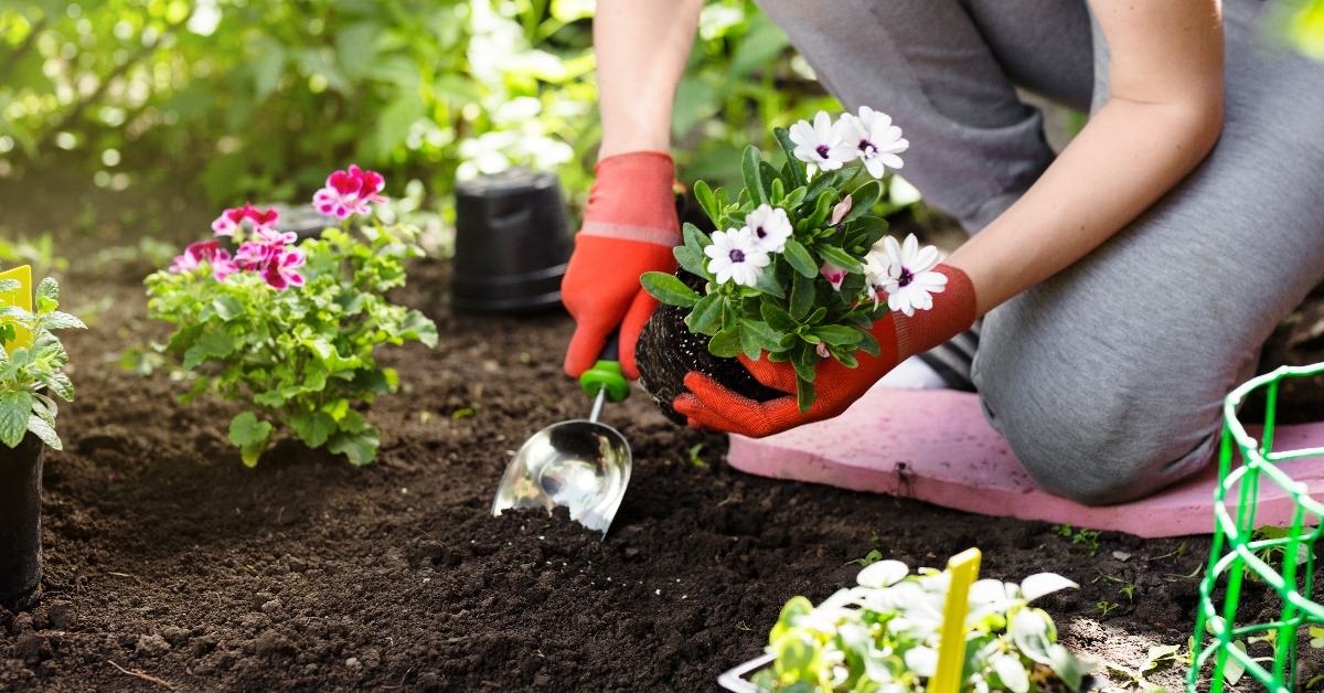 gardener planting flowers in the garden