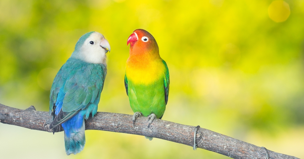 Two pet birds on a branch