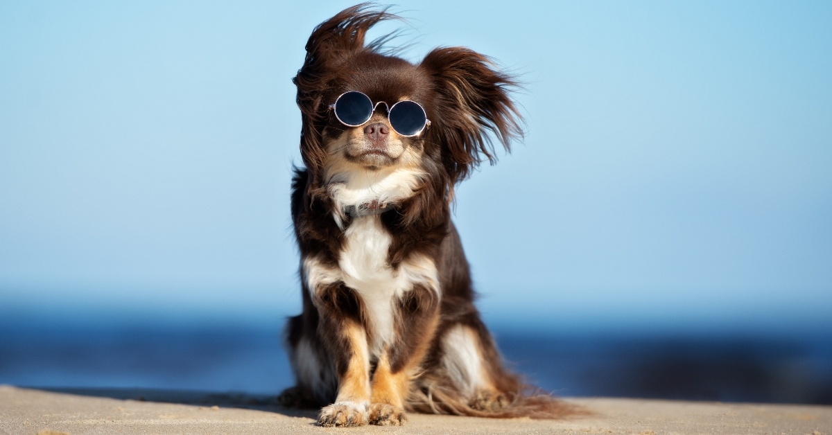 Dog in sunglasses