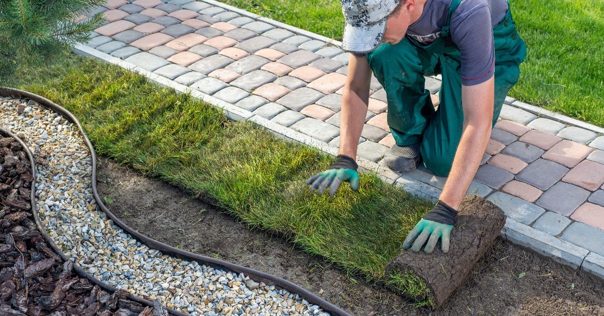 gardener applying turf rolls in backyard
