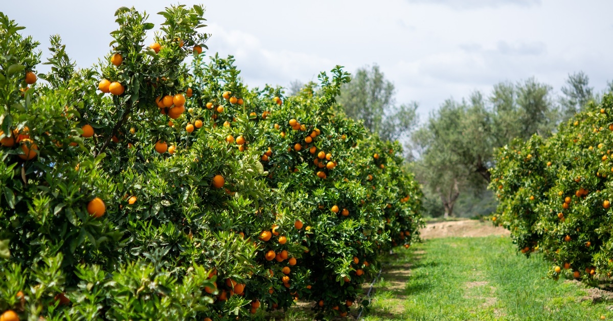 Harvest time on orange trees orchard in Greece