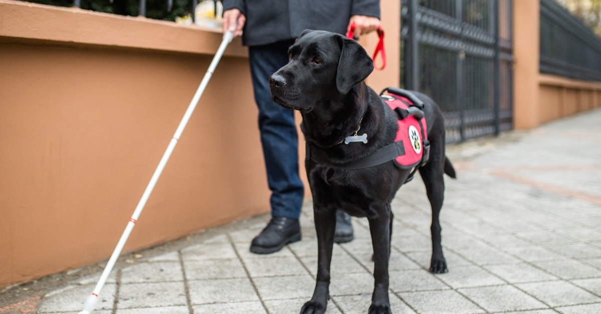 guide dog helping blind man in the city