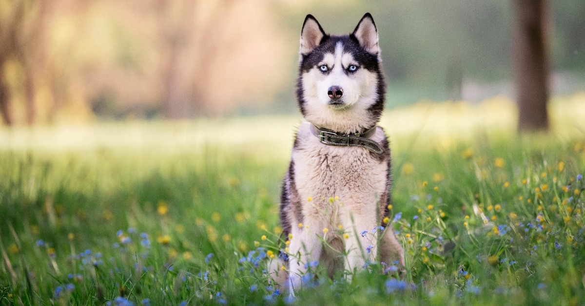 A charming dog of the Siberian Husky breed