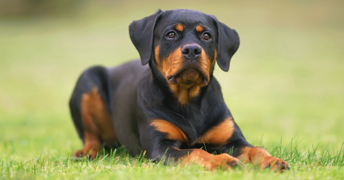 black and tan Rottweiler puppy 